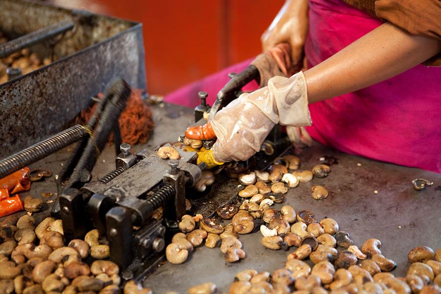 Cashew processing process