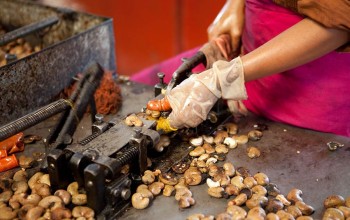 Cashew processing process